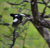 Rose Breasted Grosbeak Flying