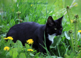 Rocky with Ostrich Fern