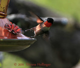 HummingbirdTaking off