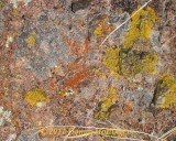 Lichen growing on the rock face