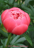 The Perfect Peony Viewed from the Top