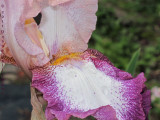 Feminine Curly Bordered Iris