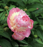 There are three different colors in this peony