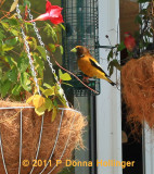 Evening Grosbeak Male on our Deck Feeder