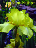 Yellow Bearded Irises