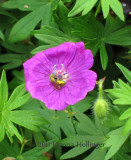 Cranesbill with Gold Bee