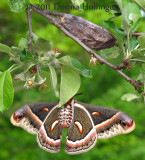 Miss Cecropia emerges from her pupa