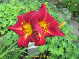 Twin Daylillies