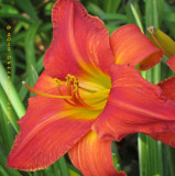 Spilling with Color Daylily