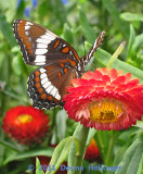 White Admiral (Limentis arthemis)