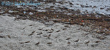 Ruddy Turnstone and  peeps