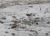 Ruddy Turnstone looking for bits and pieces