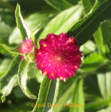 Globe Amaranth