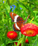 White Admiral (Limentis arthemis)