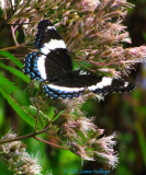 Intergrade between White Admiral and Red-spotted Purple