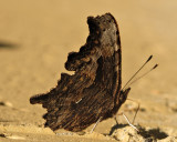 890.comma.0341.jpg