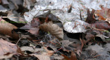 3.d.leaves.in ice