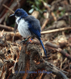 Island Scrub Jay Fluffed Out and Banded