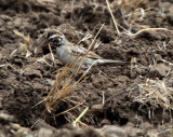 Lark Sparrow (Chondestes grammacus)