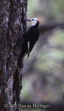White Headed Woodpecker (Male)