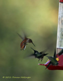 Duelling hummers