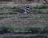 Kildeer