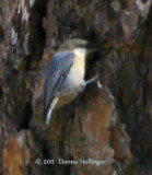 Pygmy Nuthatch