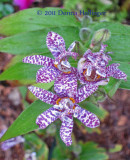 Toad Lily Just before the Frost