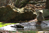 California Towhee in a Bathing Pool