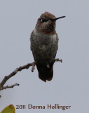 Annas Hummingbird