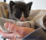 Cathy found a ten day old kitten at Waverly Oaks