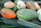 Gourds at Wilsons Farm