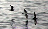 Red-necked Phalaropes (winter plumage)