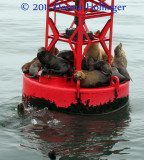 Sea Lions on Lane Marker