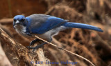 Island Scrub Jay