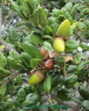 Scrub Jays Love These Acorns