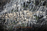 This rock held 62 Pelagic Cormorants, 3 Gulls, and one Pelican