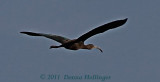 Flying Ibis
