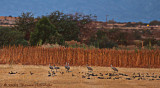 Sandhill Cranes and lots of ducks