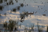 Bird in Silhouetted in Foreground - Ibis