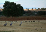 Sandhill Cranes in Breeding Plumage