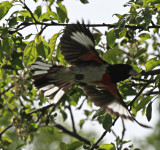 White and Black and Red:  Rose Breasted Grosbeak