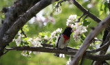 Apple Blossoms and Mr Rose Breasted Grosbeak
