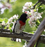 Rose Breasted Grosbeak