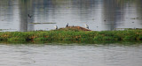 Nile: Herons and other birds