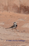 White Wagtail