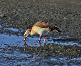 Egyptian Goose