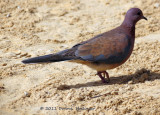 Mauve and Pink  Laughing Dove