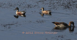 Male and Female Shoveler Ducks and an Egyptian Goose
