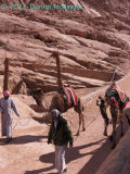 Bedouins with Camels